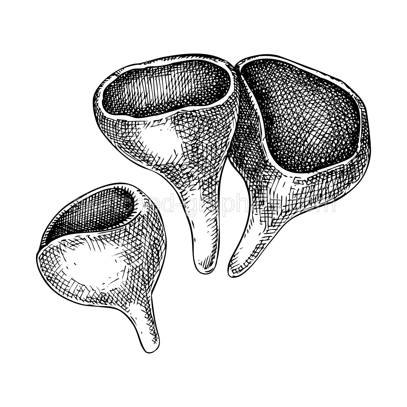 Scarlet elf cup mushroom sketch. Weird fungus illustration. Hand drawn forest plant. Scarlet cap - exotic mushroom drawing isolated on white background. Illustration